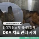 365당뇨&혈관건강센터 | 강아지 당뇨 증상 DKA 치료 방법 및 급성췌장염 관리 후기