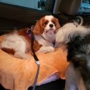 Paxi(팩시) 이미지