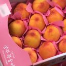 치상농장 이미지