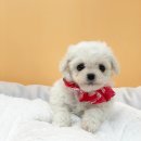 엔젤인독스 이미지