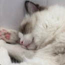냥이 싸롱 | 천안 신부동 실내 데이트 고양이카페 냥이싸롱 후기 및 꿀팁