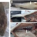 귀족도미와 유럽 바다농어의 Pseudomonas anguilliseptica 이미지