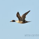 오리야오리 이미지