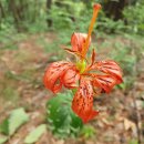 휴양림길 이미지