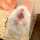 마포정육점