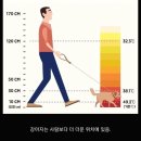 한 여름 폭염 강아지 산책 주의 할 점 이미지