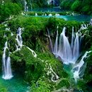 버들강아지 이미지