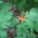 소녀농장 이미지