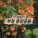 이마트24부천중앙점 | 부천 능소화 명소 부천중앙공원ㅣ능소화 터널 위치와 주차, 개화현황
