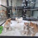 수원시바견 이미지