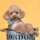 아름다운날 | 사랑스러웠던 갈색 푸들 촬영 후기｜아름다운날사진관