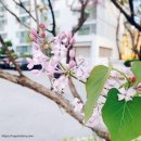 라일락미용실 이미지