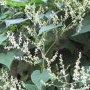 약초당한약국 이미지