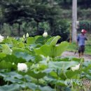금당백련 이미지