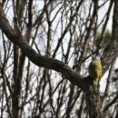 딱따구리 이미지