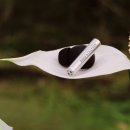 베오 베오 이미지