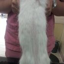 신탄진 동물병원 이미지