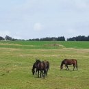 성심목장 이미지