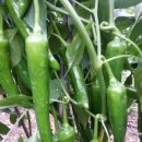 털보농장 이미지