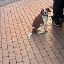 C&N HOSTEL | santa ana 츄러스 holy cow 젤라또 umi sushi장어덮밥 globetrotter urban hostel 후기 아시안마트