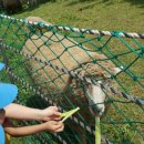 석천목장 이미지