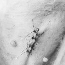 광교호수 동물병원 이미지