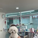 늘안아줄개 이미지