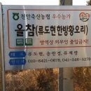 류도현황오리
