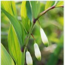 축령산 히든벨리 이미지