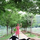 승기농장 | 홍천 휘바핀란드 방목 양떼목장, 강원도 아이와 가볼만한 곳