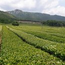 동곡11-24 농로 | 강진 녹차밭과 월남사지 6월 초 풍경 – 월출산을 배경으로 만나는 초여름 남도 여행