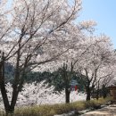 만개 쿠키뉴스