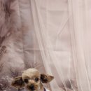 안나 펫 살롱 이미지