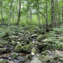 청태산자연휴양림 이미지