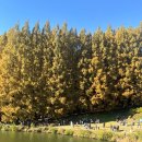 명수당 | 서울 근교 단풍 한국외대 글로벌캠퍼스 명수당 솔직 후기 및 꿀팁