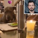 할리우드펫 이미지