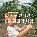 감귤밭 미즈허팜
