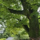 보전간척지 | 변산여행 2일차[2025.8.26.화요일.흐린날씨]