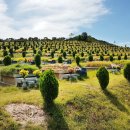 제일장의사 이미지