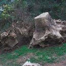 그루터기 이미지