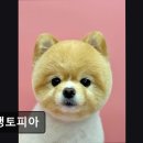 댕댕토피아 이미지