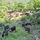 야곱 염소농장 이미지