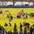 삼척맹방 유채꽃축제 사진찍기 바빠요 이미지