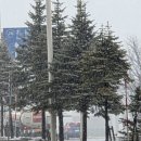 신창우체국버스승강장 | 일본 북해도 겨울 여행 4편 (오타루 텐구야마 로프웨이, 로컬맛집 오오토미)