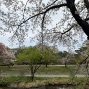 중앙공원(자전거교실) | 분당 벚꽃명소 분당 가볼만한곳, 경기도 벚꽃명소 '분당중앙공원'(2026.4.11 방문) 분당중앙공원 주차 안내