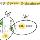 2019 3 감마 카르복실기 이미지