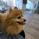 미라클 동물병원 | 꼬야의 심장병 발병과 오연성 폐렴