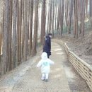 [생후 733일] 주말농장에서 - 둘째 날(편백숲 산책, 안포sea한옥밥상-차돌갓김치짜장면)