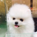 위즈펫동물병원 이미지