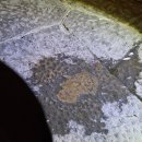 메디치약국 | 피렌체 only 스냅 야경 "쓰리고 투어" 후기